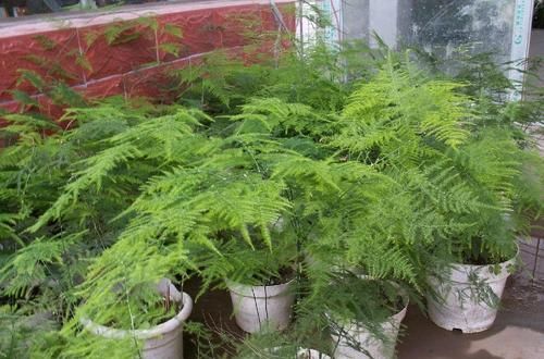 『浇花』家里的一种东西,用来浇花,像打鸡血一般开得一茬接一茬