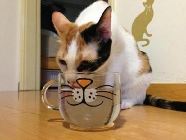  #纵容#猫咪都存在的5个“坏毛病”，主人绝不能纵容！