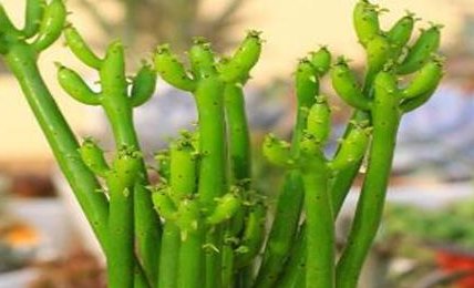  【记住】夏天多肉怎么养活,记住这几步,让多肉度过一整夏