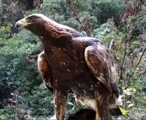 神农架1.2米金雕,翼展2米左右,体重2--6.5千克
