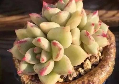  露养■多肉露养好时节：扔外面，1个月没管，美得跟整容了一样！