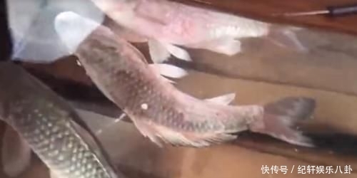  #奇葩#红牛到底有多厉害？男子把金鱼放进去测试，还有更奇葩实验