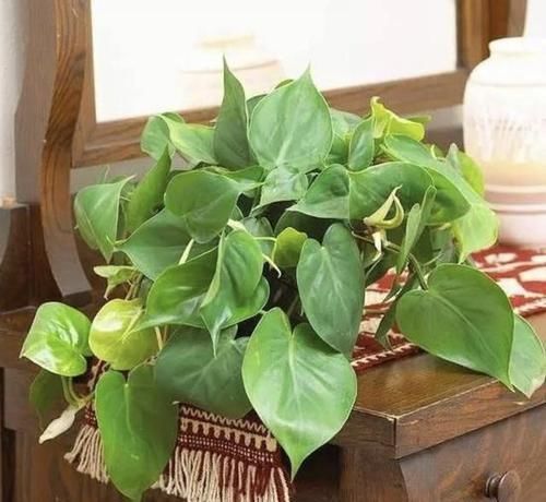  叶榕：家里养了这6种植物，立马变得有品位