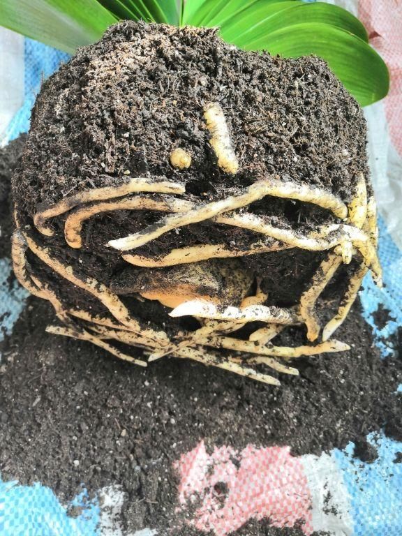  『大白』3种“吃土花”，1年不换盆，大白根挤满整个盆，土都被“吃”光