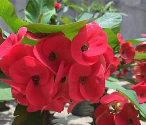  【养护】虎刺梅叶片总是发黄发黑？避开4个误区，事半功倍叶茂花多
