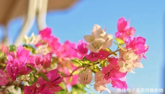  『更好』三角梅容易养活，开花量大花期长，如何给三角梅施肥更好？