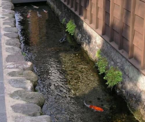  『排水沟』日本的排水沟为啥能养锦鲤？跟3点原因有关，不是谁都模仿的来！