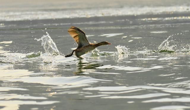 数九寒天，在东北能拍此水鸟，实在是幸事一件……