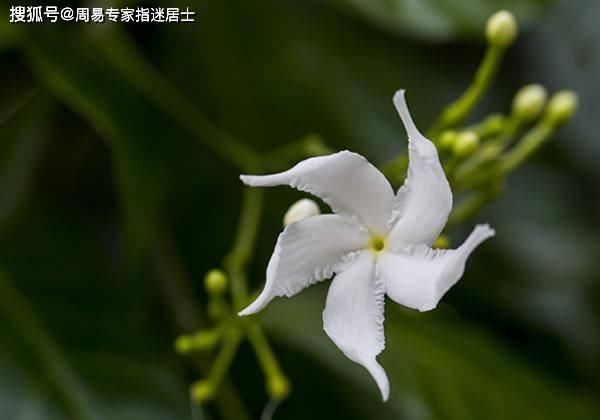  生肖属鼠人■十二生肖日运算命：2022年1月1日运气