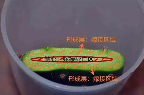  『当晒晒太阳』现在扦插最好活，这8种花，插多少活多少！