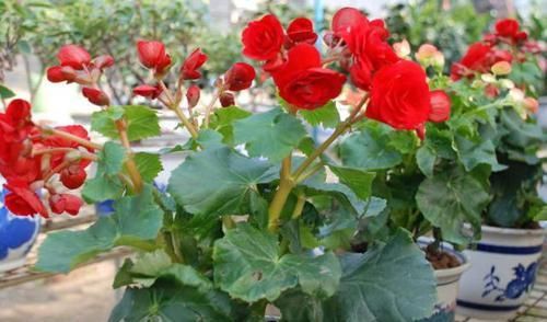 「虎皮兰」天热养这4种花,1招学会正确'浇水',远离烂根,叶子油绿挺直