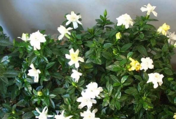  「栀子花」栀子花开，最美的回忆，养好栀子盆栽，这几点尤其要注意