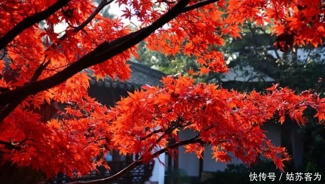 中国金秋10大最美红叶林，火红撩人，每一处都令人惊艳