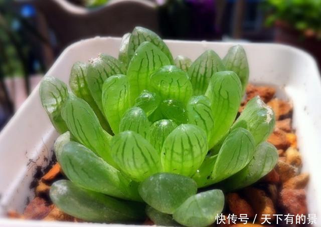 养护@养护多肉“玉露”,做好这7点,株型憨憨可爱叶色晶莹剔透