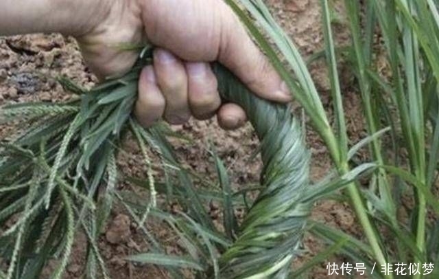  顽强|在农地里，别踩到1种“牛筋草”，植株珍贵，也顽强、长势快！