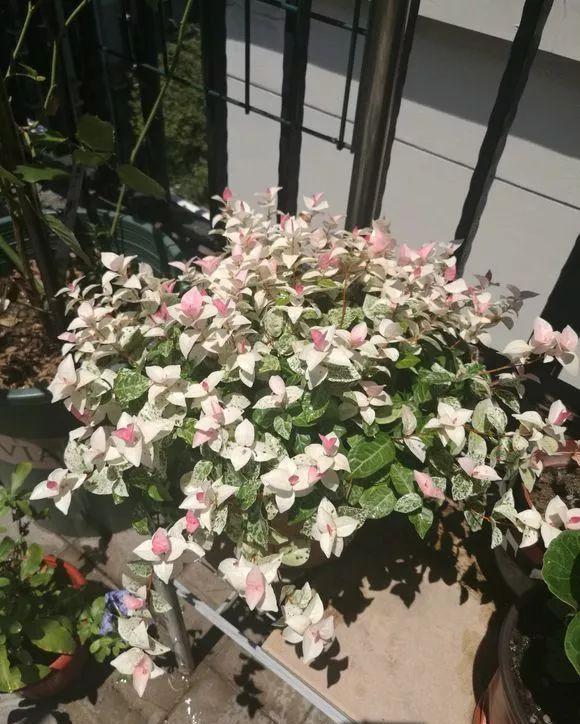  『家里』家里“采光”不好的角落，养5种耐荫花，长得旺，易爆盆！