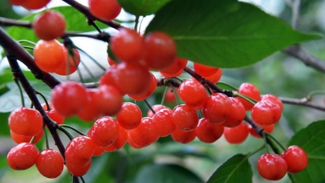  「庭院」适合农村庭院种植的树有哪些？老农：这4种树，你最好不