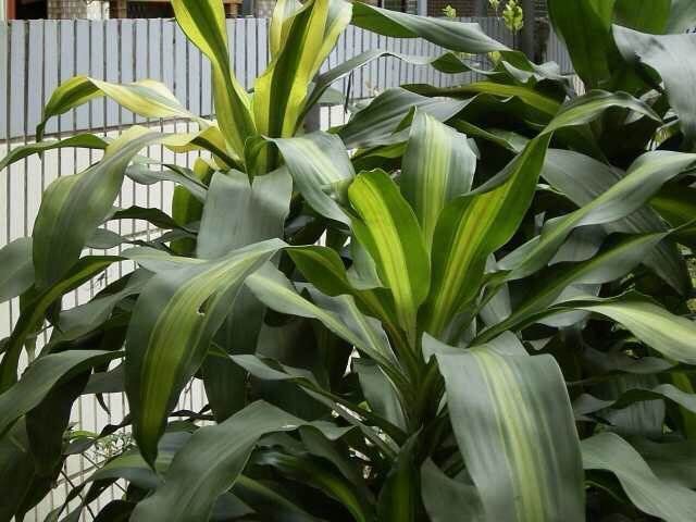 【观叶】观叶植物也门铁你知道多少也门铁怎么扦插繁殖讲讲土培和水培