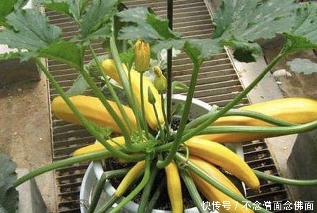「果子」奇特的1种“香蕉瓜”,皮色金黄,犹如“香蕉”,有观赏价值