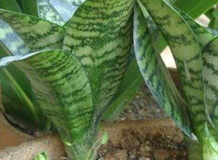 『植物』4种植物,容易'爆'崽子,掰下来'见'土就活,你家有吗?