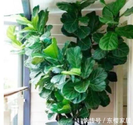 「幸福树」庭院选这几款花,花姿妖娆,养在哪里都爆盆,好运到来