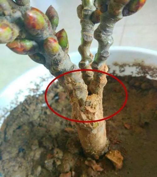  朱顶红：看见这花可别买，忍住，小心被忽悠，花钱买气受！