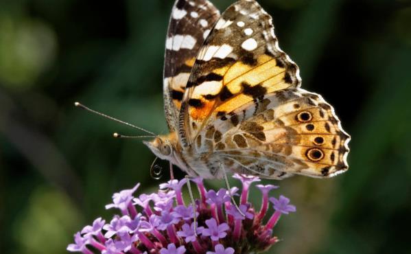 寓意|五月花海,长势喜人的马鞭草开了,竟没想到还有这么好的寓意