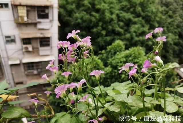  花盆@春天来了，酸咪草都开了，紫苏都种活了！
