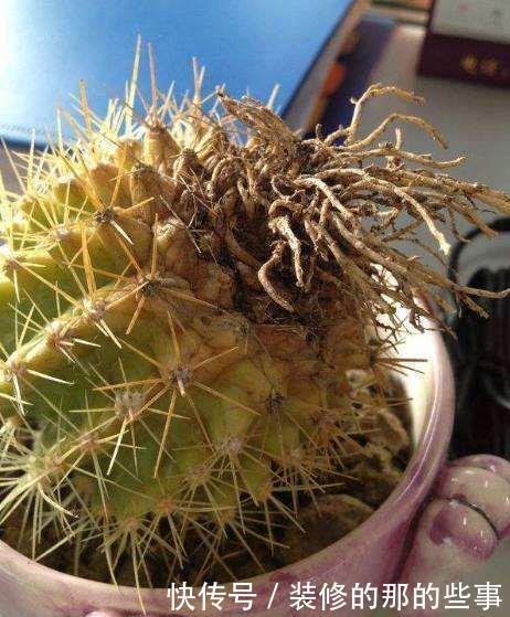 「呼呼」把仙人球扔水里,呼呼长得更肥美,光是赏根就看呆了!