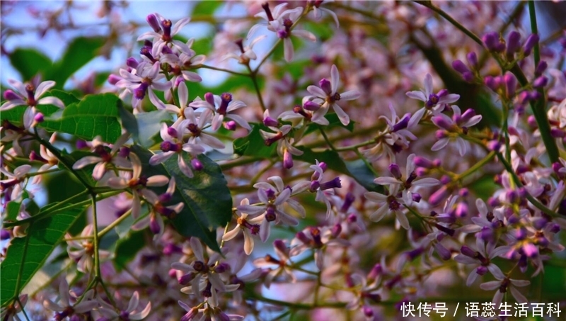  「果实」儿时摘来打弹弓，价值很高却少人知，如今农村很少见到