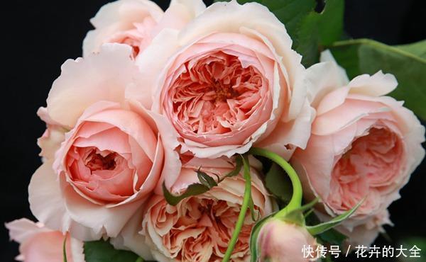 香味:月季中还有荔枝香味的?花型和香味都优秀的品种就是它了!