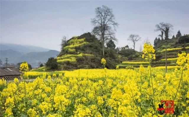  油菜花：一不小心，贵州黄平把春天打翻了