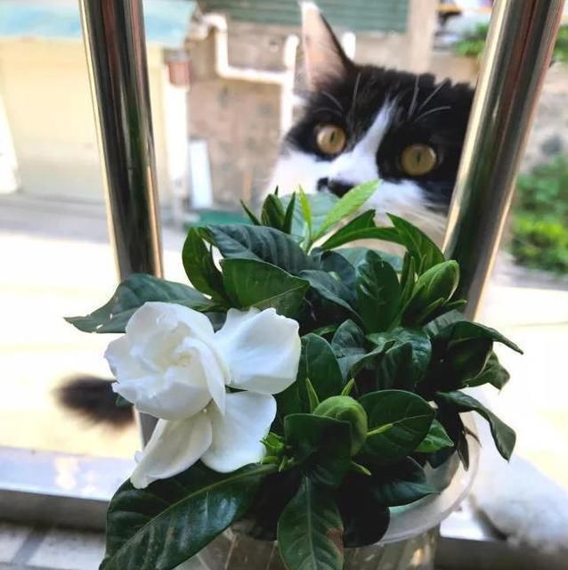 「栀子花」花盆里撒一把它,不管多难养的花,不烂根不黄叶,花开得更久