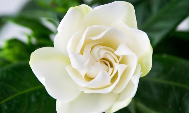  「栀子花」为什么栀子花老是养不好？原因在这