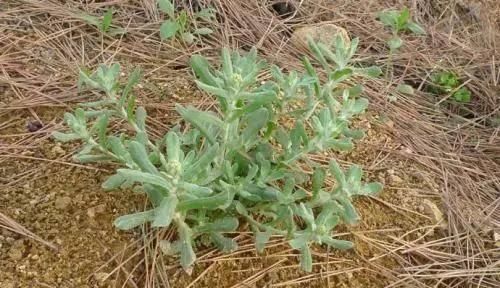  #杂草#曾经当农田杂草，如今成高档野菜，8元一斤，很多人来农村买