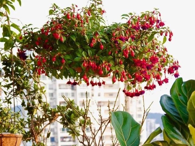  『太美』家里有这6种花，赶紧挂起来，长的快、开花一年比一年多！