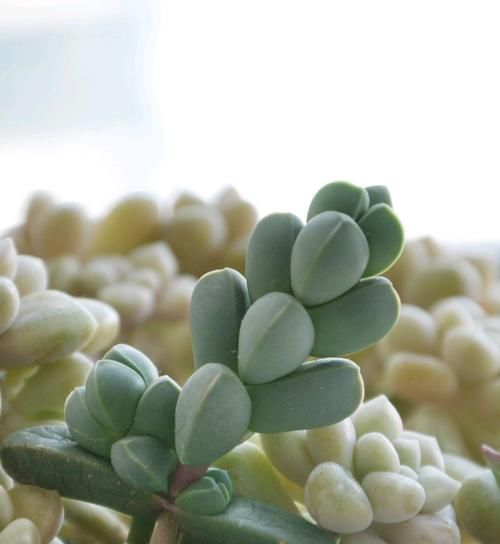  #叶子#叶子上有棱角的多肉植物，还能开花的鹿角海棠，特容易扦插繁殖