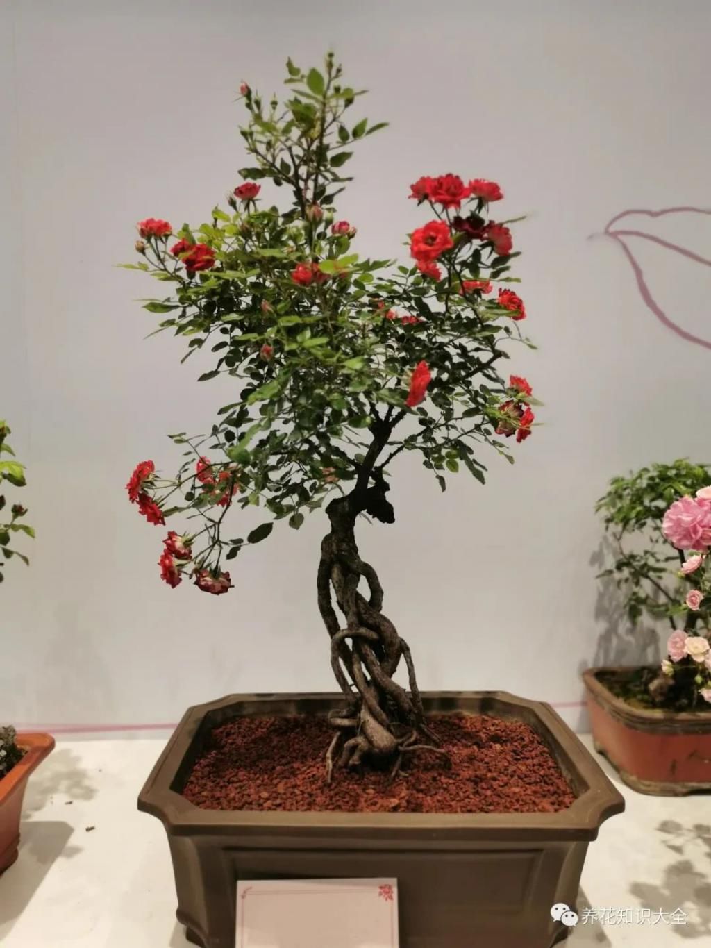  月季■少有人养过的月季老桩盆景，价格居然比普通月季贵几十倍！