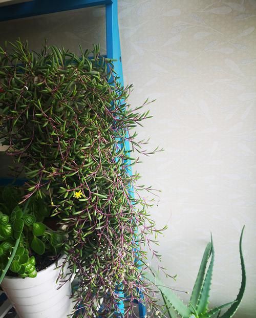  [烛光]喜欢玫瑰，首选“精品玫瑰”烛光，开花似美人起舞，比“菊花”美