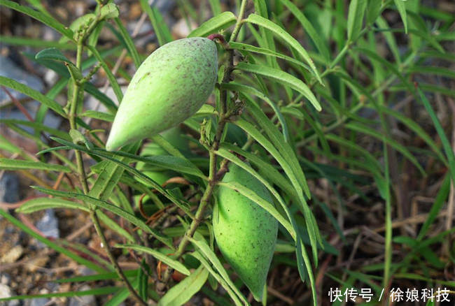  特别■它是野生的，孕妇特别爱吃，如今一斤60元，供不应求，种