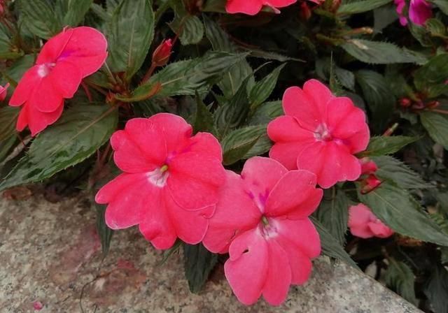  #万物#酸咪草凤仙花桂花果，有他们在的地区，万物皆满春！