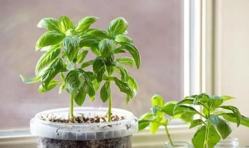  『早日』如何扦插花草能早日生根发芽？自制2种生根水，经济实用效果