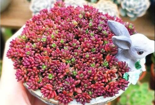  『像太阳花』多肉紫米粒，繁殖最容易，一粒变一群，3个月溢出盆