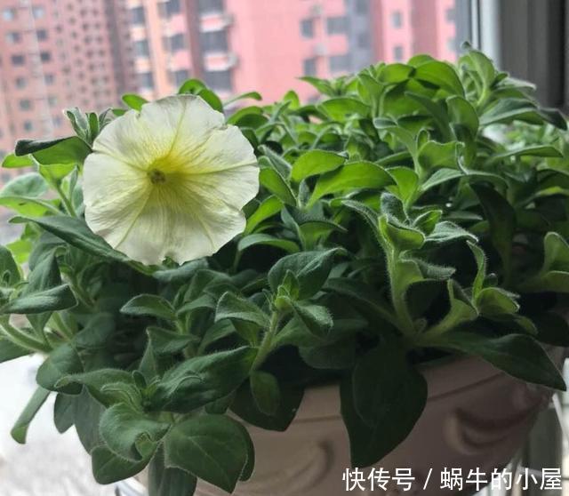  #扦插#这一种花，一年开200天，一盆开99朵，可播种可扦插，好养又省钱