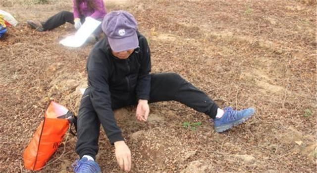  #果实#果实像土豆，农民年年种，如今收获季却扔地里，成大妈最