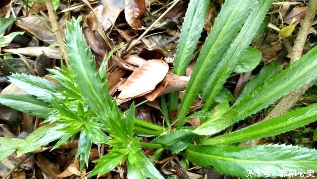  香菜@农民以为是杂草，却是1种“香菜”，种植1斤卖20元，1亩赚1