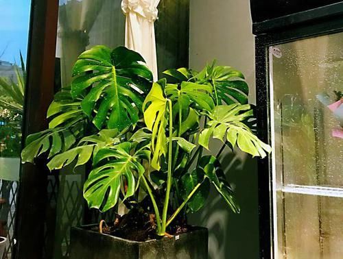  盆才：龟背竹换盆才5天叶片就下垂怎么办？10年老花匠告诉你养护重点