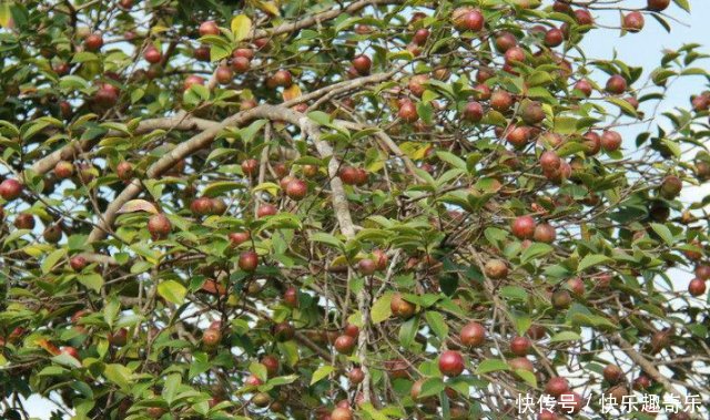 这种树果子落了一地，主人没空捡，偏偏喜欢叶子