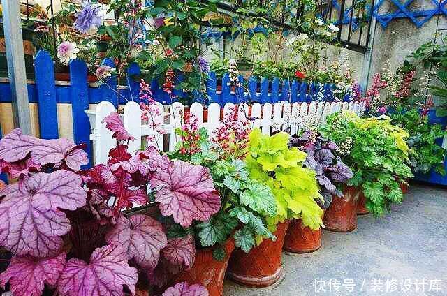  『蕨类植物』超级耐阴的几种花，常年不见太阳，也能郁郁葱葱长一片