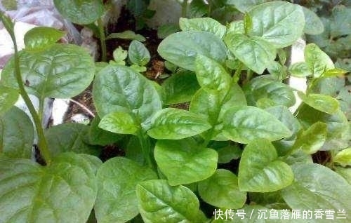  「种菜」春季阳台种“2种菜”，长势快，好吃又好养，吃了一回又一回